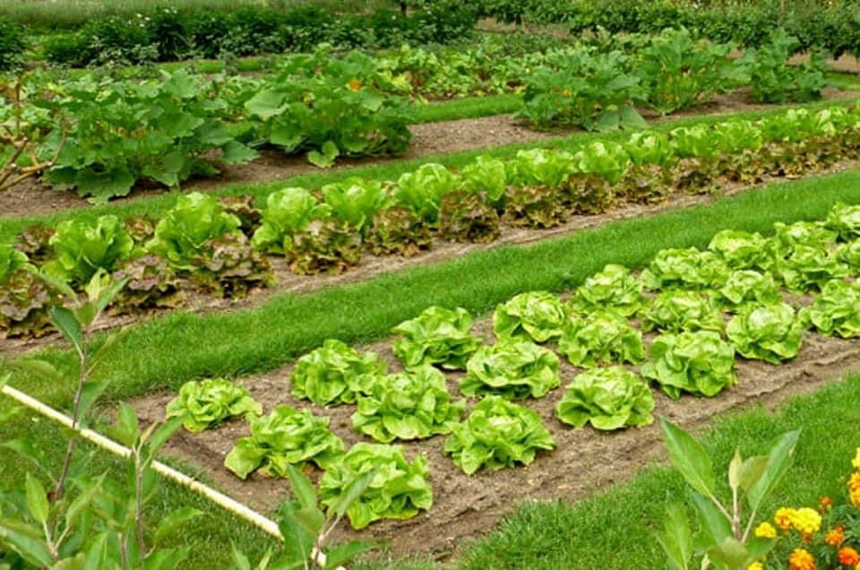 Chiarimenti su coltivazioni di orti e fondi