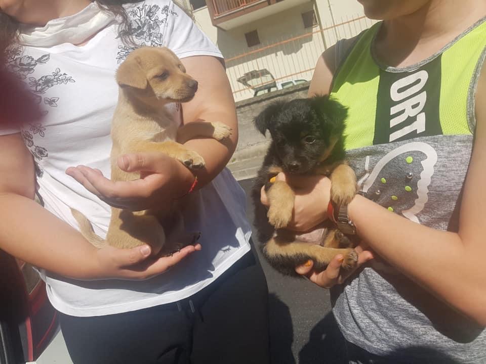 Microchippatura dei cani, grande successo a Pellezzano 