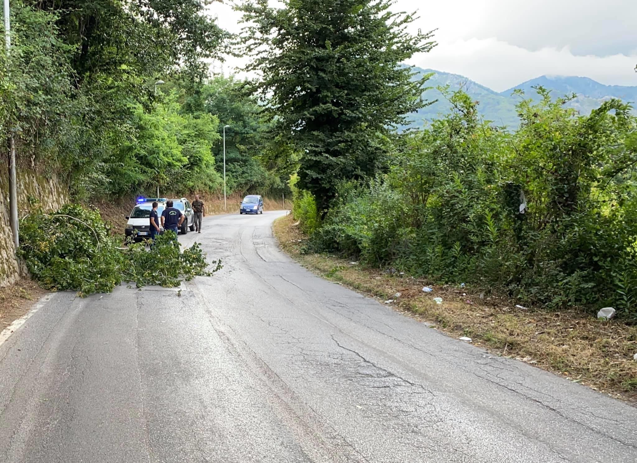 Caduto albero sulla SP27, pronto intervento 